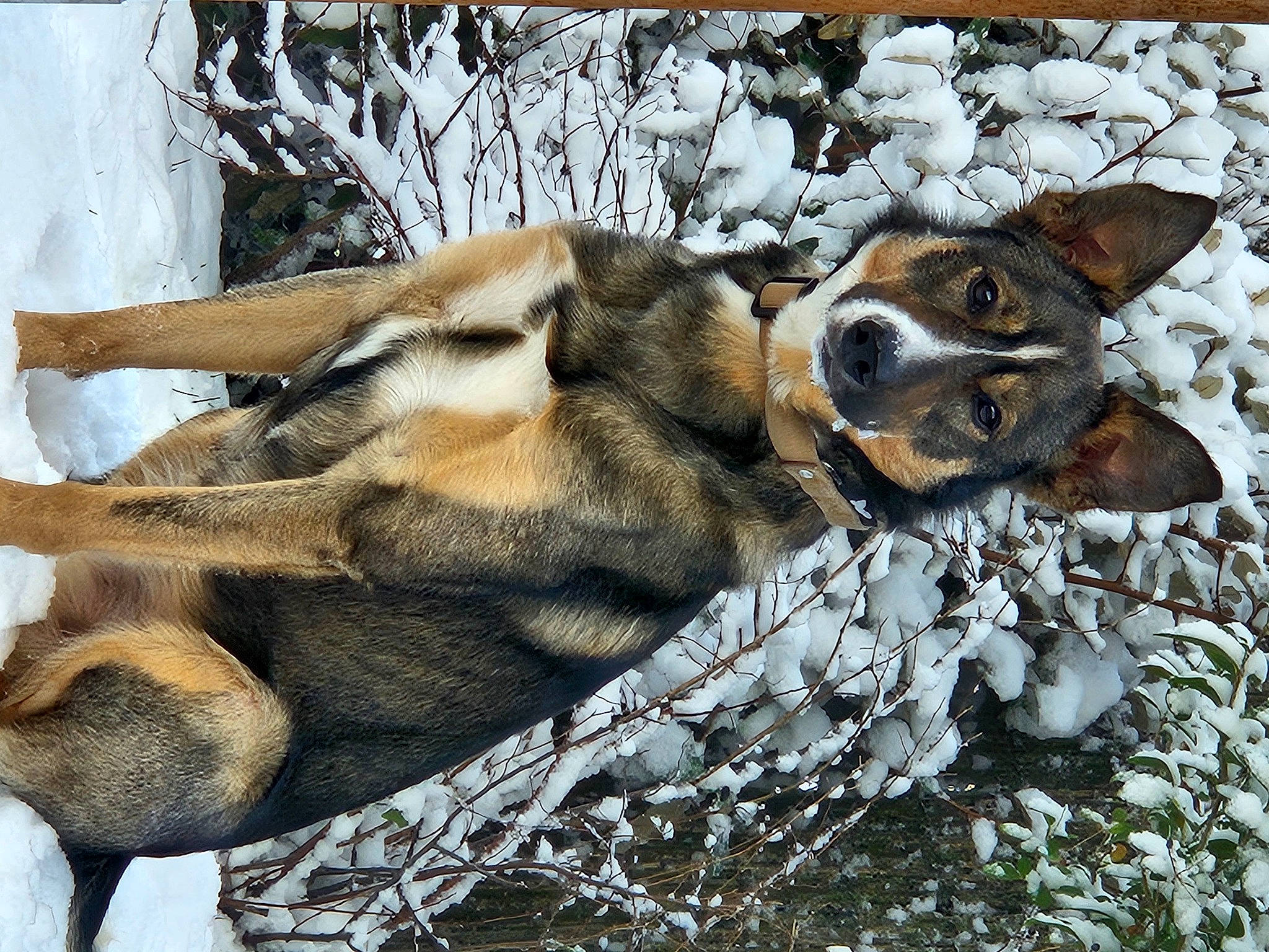 Torreto participe au concours pour gagner de l'argent avec cette photo : ancient_dog_breeds, canidae, carnivore, claw, dog, dog_breed, fawn, felidae, fur, paw, rock, small_to_medium_sized_cats, snout, sporting_group, tail, terrestrial_animal, trunk, whiskers, wildlife, wood