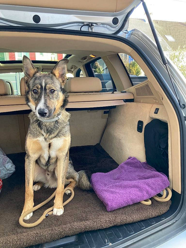 Torreto a rejoint le concours — aidez-le/la à gagner de superbes lots ! auto_part, automotive_exterior, car, car_seat, car_seat_cover, carnivore, collar, companion_dog, dog, dog_breed, dog_supply, family_car, herding_dog, motor_vehicle, snout, sporting_group, trunk, vehicle, vehicle_door, working_animal