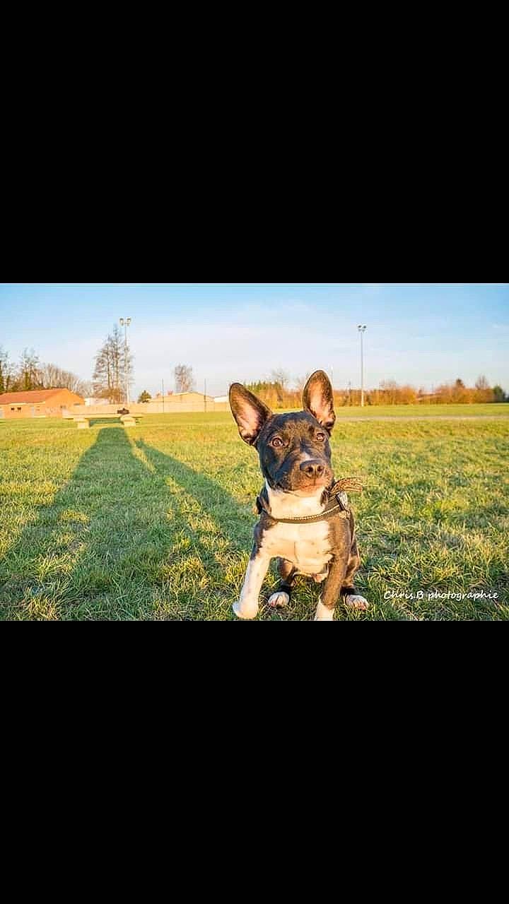 Max a rejoint le concours — aidez-le/la à gagner de superbes lots ! bulldog, canidae, carnivore, cloud, companion_dog, dog, dog_breed, ear, fawn, french_bulldog, german_shepherd_dog, grass, happy, mammal, non_sporting_group, photography, puppy, sky, vertebrate