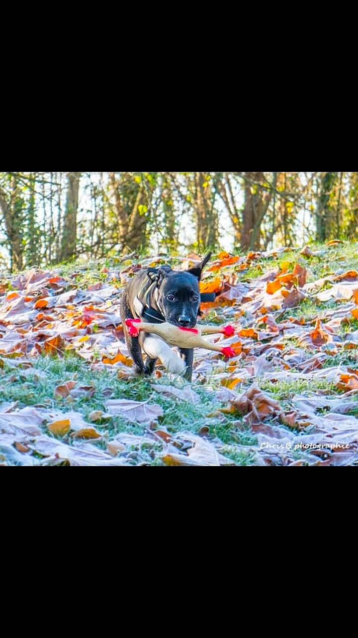 Max participe au concours pour gagner de l'argent avec cette photo : adventure, autumn, forest, games, leaf, photography, plant, recreation, tree