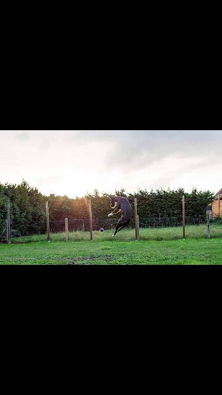 Max a rejoint le concours — aidez-le/la à gagner de superbes lots ! cloud, farm, fence, first_class_cricket, grass, horse, house, landscape, lawn, meteorological_phenomenon, pasture, photography, rural_area, sky, stallion, tree