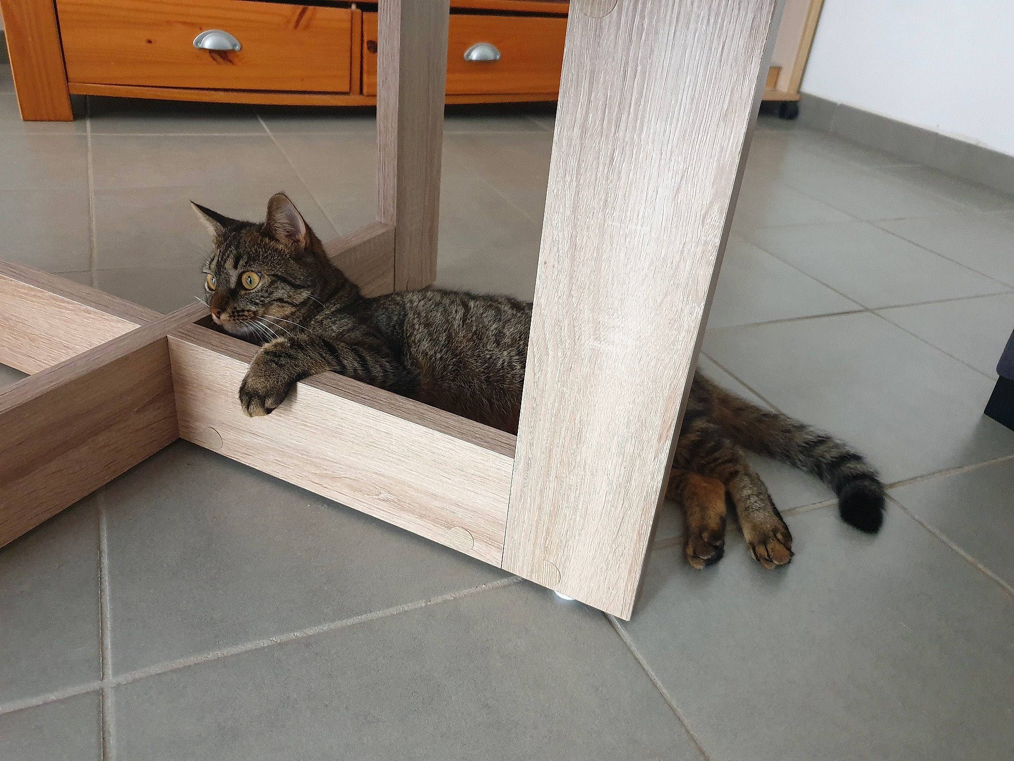 Ona participe au concours pour gagner de l'argent avec cette photo : bengal, carnivore, cat, domestic_short_haired_cat, dragon_li, egyptian_mau, european_shorthair, felidae, floor, flooring, hardwood, ocicat, room, small_to_medium_sized_cats, tabby_cat, tail, tile, toyger, whiskers, wood