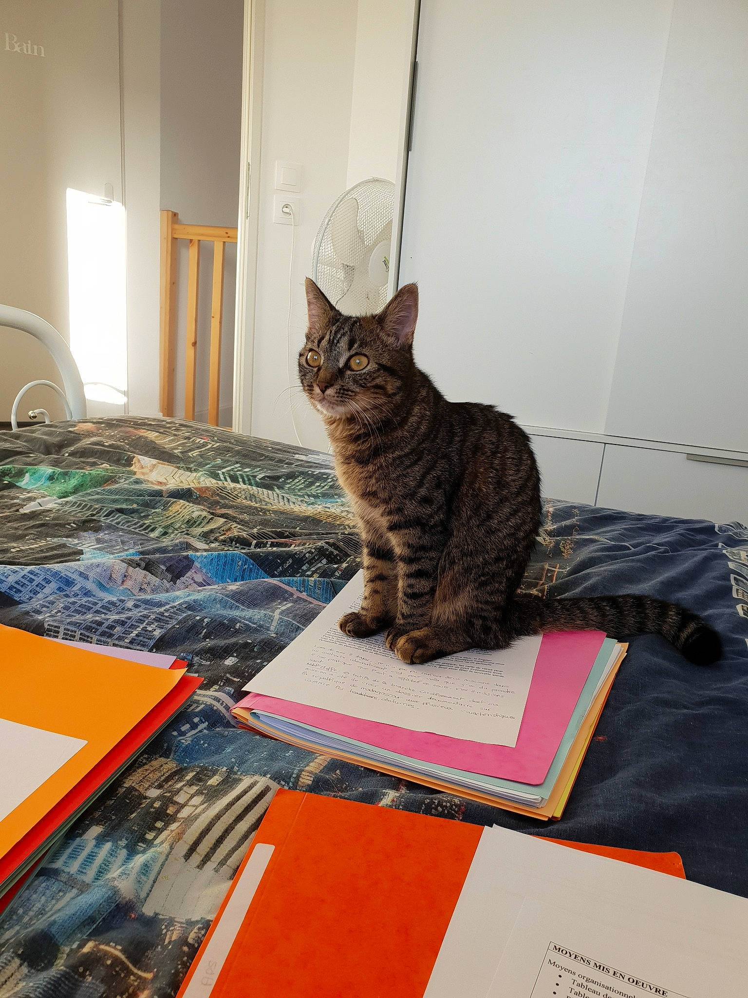 Ona participe au concours pour gagner de l'argent avec cette photo : american_shorthair, asian, carnivore, cat, domestic_short_haired_cat, dragon_li, egyptian_mau, european_shorthair, felidae, floor, kitten, small_to_medium_sized_cats, tabby_cat, whiskers