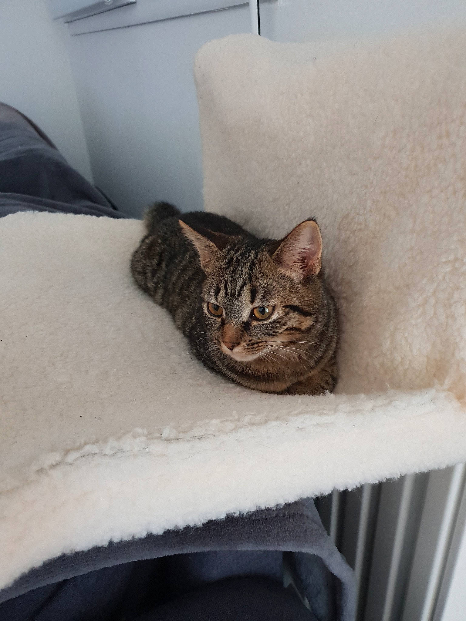 Ona participe au concours pour gagner de l'argent avec cette photo : american_shorthair, asian, bed, bengal, california_spangled, carnivore, cat, domestic_short_haired_cat, dragon_li, egyptian_mau, european_shorthair, felidae, fur, furniture, kitten, ocicat, room, small_to_medium_sized_cats, tabby_cat, whiskers