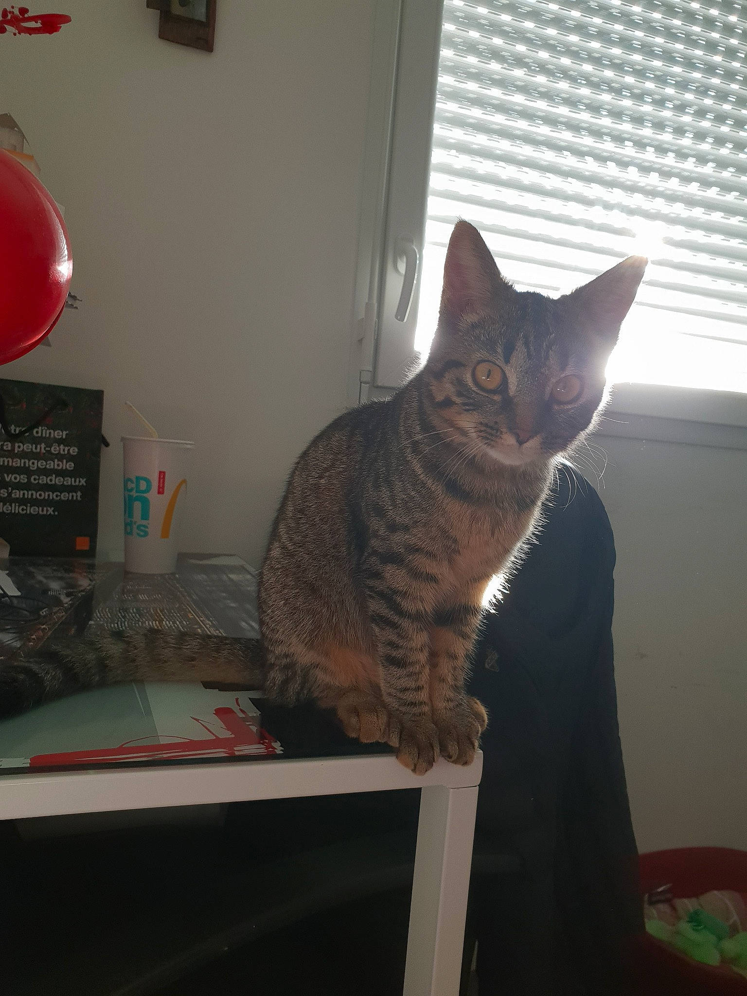 Ona a rejoint le concours — aidez-le/la à gagner de superbes lots ! american_shorthair, asian, california_spangled, carnivore, cat, domestic_short_haired_cat, dragon_li, egyptian_mau, european_shorthair, felidae, german_rex, kitten, ocicat, room, small_to_medium_sized_cats, tabby_cat, tail, whiskers, window