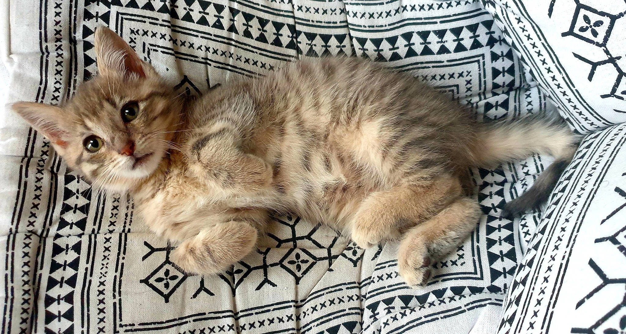 Ria participe au concours pour gagner de l'argent avec cette photo : carnivore, cat, claw, comfort, domestic_short_haired_cat, fawn, felidae, fur, nap, paw, photo_caption, small_to_medium_sized_cats, snout, tail, terrestrial_animal, whiskers, wildlife