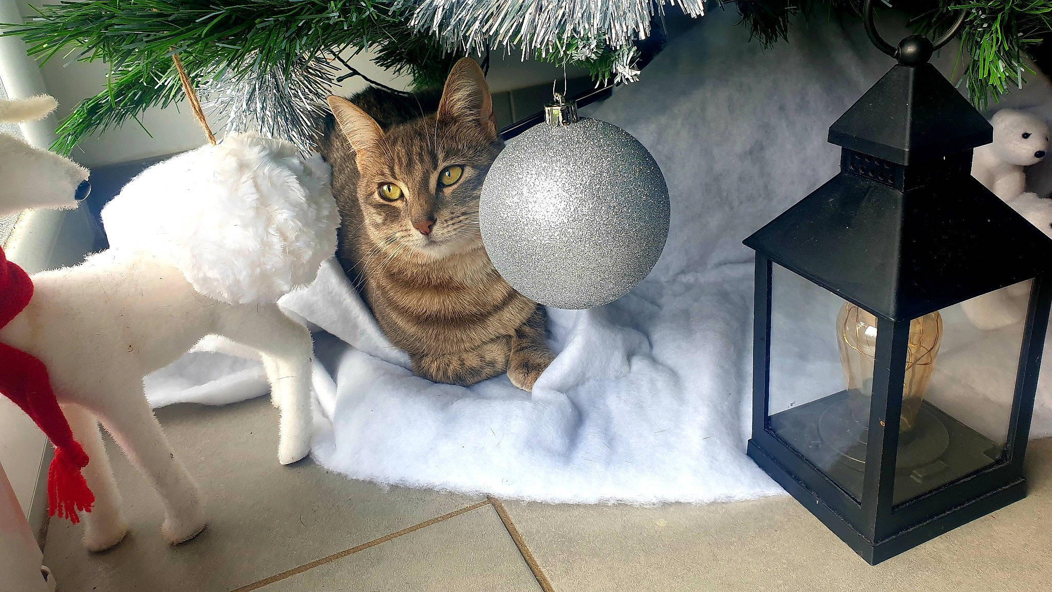 Ria a rejoint le concours — aidez-le/la à gagner de superbes lots ! carnivore, cat, cat_bed, christmas_ornament, christmas_tree, fawn, felidae, flowerpot, grey, houseplant, interior_design, lighting, ornament, plant, small_to_medium_sized_cats, tree, twig, whiskers, window, wood
