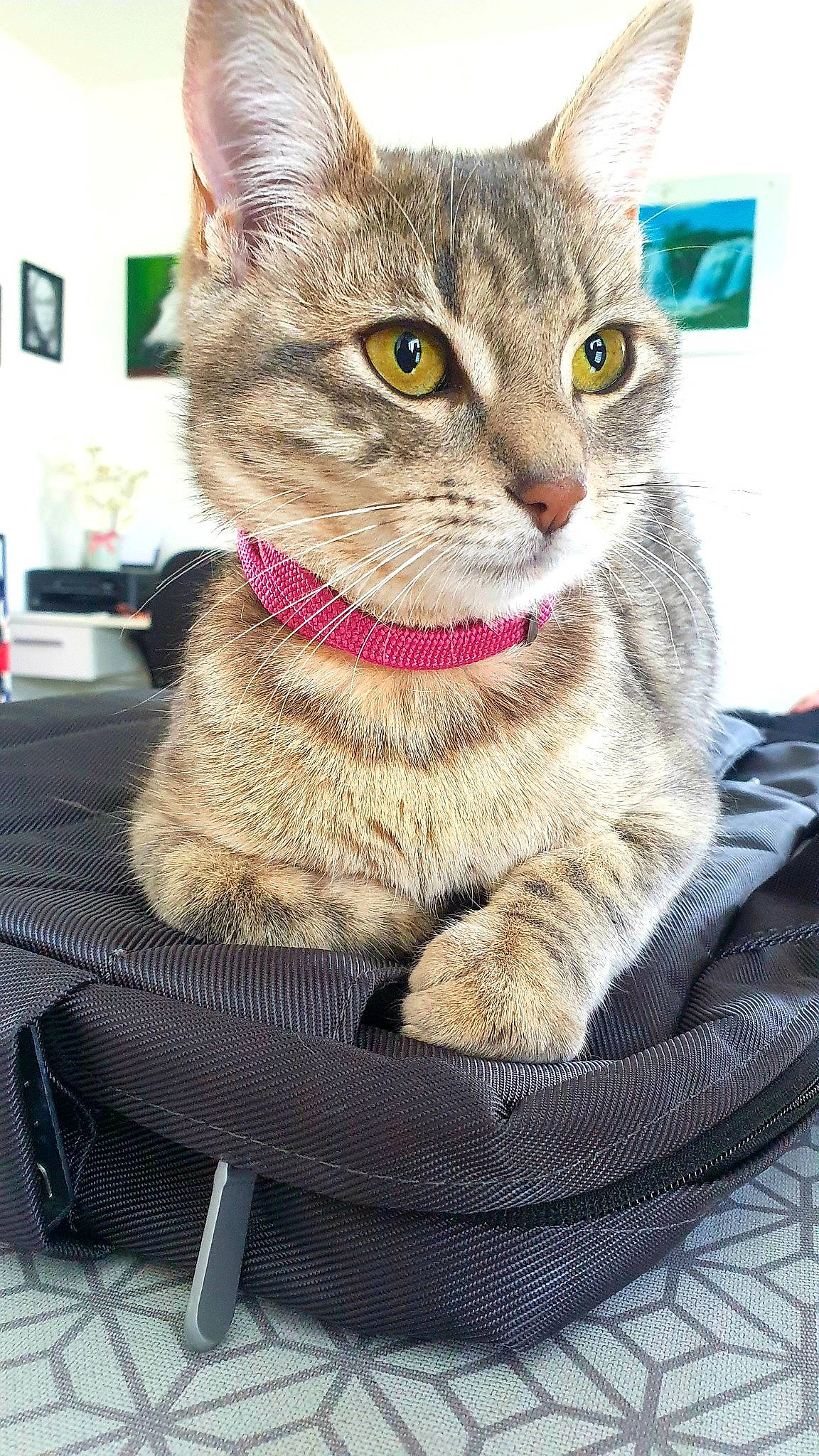 Ria a rejoint le concours — aidez-le/la à gagner de superbes lots ! carnivore, cat, cat_furniture, chair, claw, collar, comfort, domestic_short_haired_cat, fawn, felidae, fur, paw, pet_supply, photo_caption, sitting, small_to_medium_sized_cats, snout, tail, whiskers, window