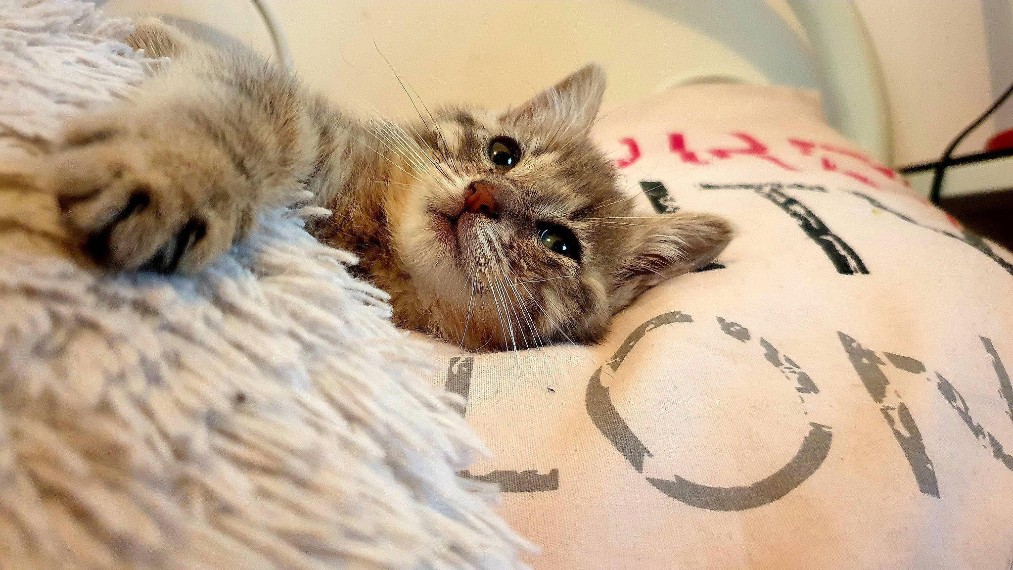 Ria a rejoint le concours — aidez-le/la à gagner de superbes lots ! ball, bedding, carnivore, cat, cat_bed, claw, comfort, domestic_short_haired_cat, fawn, felidae, fur, linens, nap, paw, small_to_medium_sized_cats, terrestrial_animal, whiskers, wood