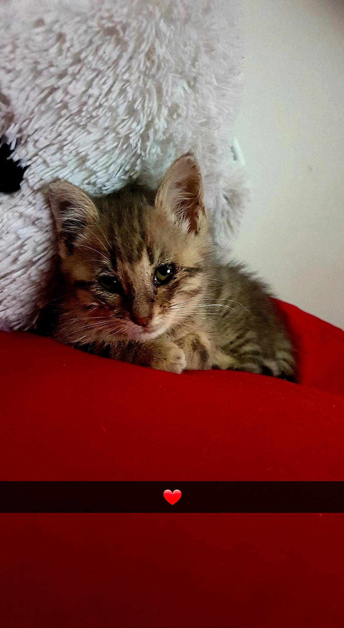 Ria participe au concours pour gagner de l'argent avec cette photo : box, cardboard, carnivore, cat, cat_supply, claw, comfort, domestic_short_haired_cat, fawn, felidae, fur, paw, sitting, small_to_medium_sized_cats, tail, whiskers, wood