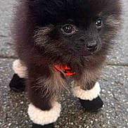 Speedy is registered to the contest to win money with this photo: puppy, dog, black_fur, tan_fur, booties, leash, pavement, outdoor, cute, small_dog, pet, animal, walking, fur, young_dog, adorable, pet_accessory, canine, street, portrait