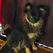 Speedy is registered to the contest to win money with this photo: animal, black_dog, carpet, companion, curtain, cute, dog, domestic, ears, floor, fluffy, fur, home, indoor, looking, pet, portrait, sitting, small_dog, tan_dog