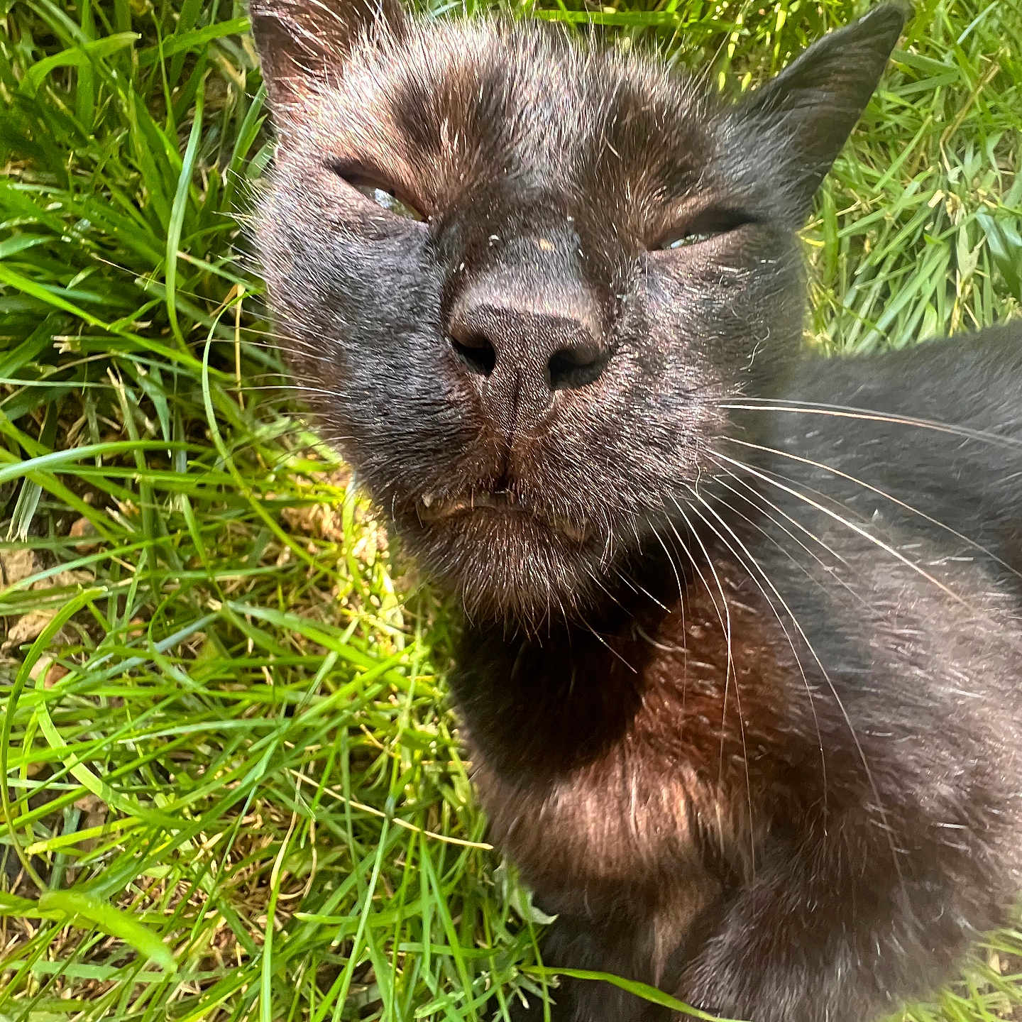 Felix joined the competition — help win amazing prizes! animal, black_cat, cat, close_up, daylight, eyes, face, fur, grass, green, ground, head, mammal, nature, outdoor, pet, relaxing, squinting, sunlight, whiskers