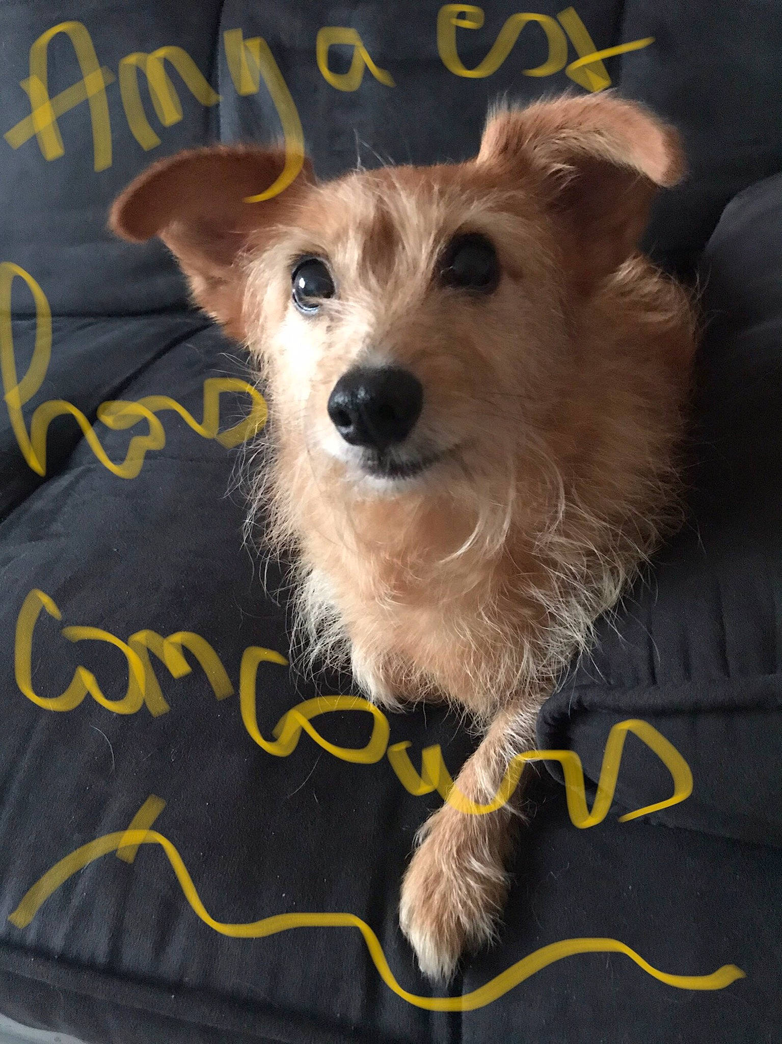 Anya participe au concours pour gagner de l'argent avec cette photo : ancient_dog_breeds, book_cover, carnivore, companion_dog, dog, dog_breed, dog_supply, font, fur, linens, pet_supply, photo_caption, poster, rectangle, small_terrier, snout, terrestrial_animal, toy_dog, whiskers, working_animal