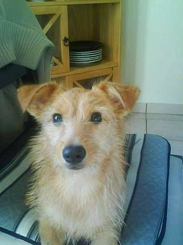 Anya participe au concours pour gagner de l'argent avec cette photo : canidae, carnivore, chair, collar, companion_dog, dog, dog_breed, dog_supply, fawn, flooring, fur, pet_supply, shelf, small_terrier, snout, sporting_group, terrestrial_animal, terrier, toy_dog, working_animal