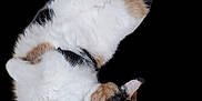 Sneakers joined the competition — help win amazing prizes! cat, calico, pet, feline, fur, lying_down, relaxed, white, black, orange, cute, animal, domestic, whiskers, ears, paws, collar, isolated, transparent_background, fluffy