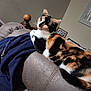Sneakers joined the competition — help win amazing prizes! calico_cat, cat, feline, indoor, couch, gray_couch, navy_fleece, pet, animal, fur, whiskers, relaxed, looking_away, wooden_bedpost, framed_pictures, home_interior, cozy, resting, side_eye, domestic_cat