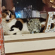 Sneakers joined the competition — help win amazing prizes! cat, calico_cat, windowsill, window, night, rain, reflection, curtain, glass_orb, decor, letter_b, indoor, pet, animal, feline, resting, calm, domestic, cozy, home
