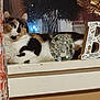 cat, calico_cat, windowsill, window, night, rain, reflection, curtain, glass_orb, decor, letter_b, indoor, pet, animal, feline, resting, calm, domestic, cozy, home