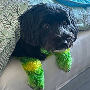 Jojo is registered to the contest to win money with this photo: dog, black_dog, green_paws, yellow_paws, dyed_fur, blanket, bed, indoor, pet, curious, cute, furry, animal, resting, cozy, fur_color, looking_up, paw, close_up, domestic_animal