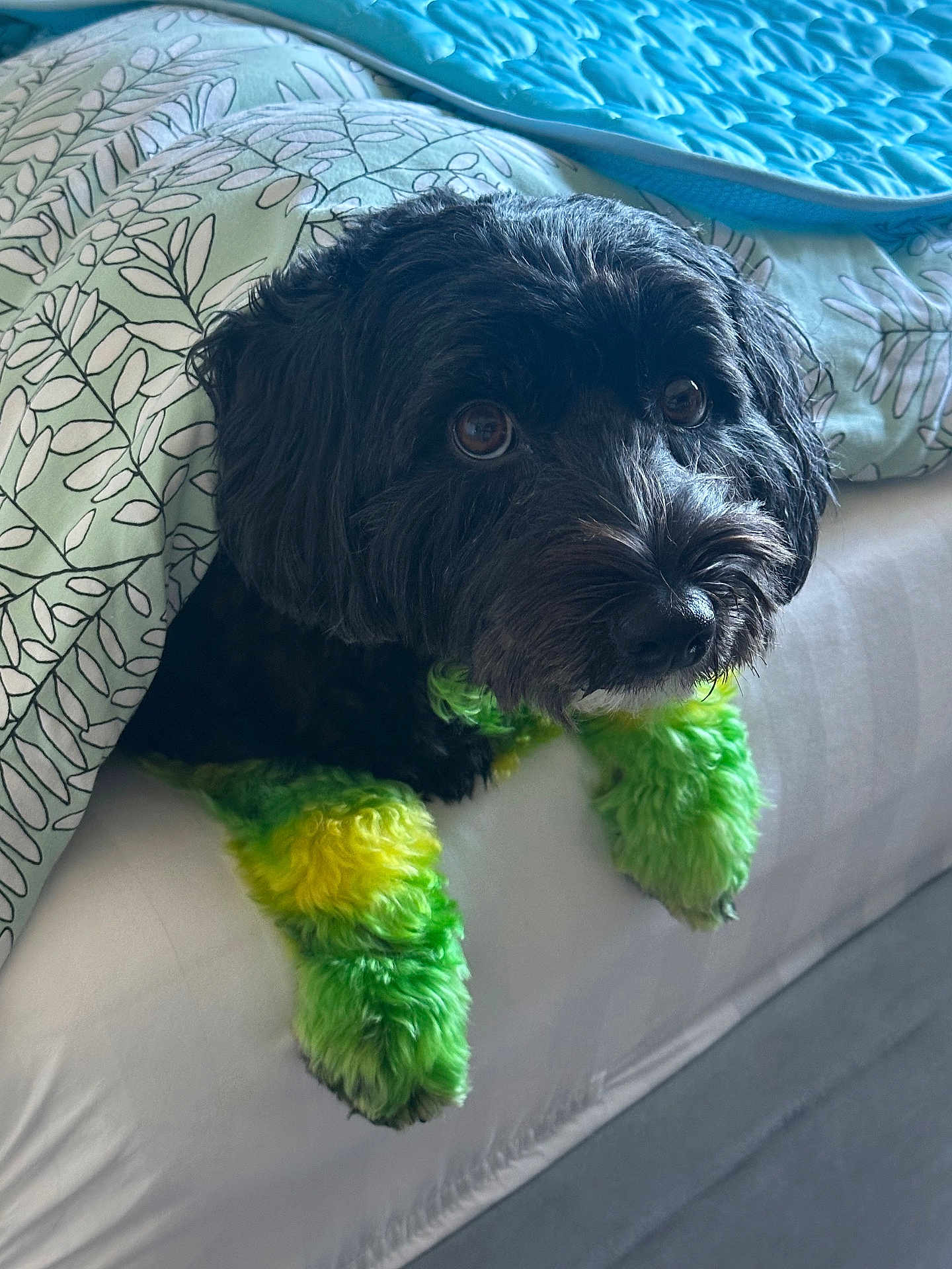 Jojo is registered to the contest to win money with this photo: dog, black_dog, green_paws, yellow_paws, dyed_fur, blanket, bed, indoor, pet, curious, cute, furry, animal, resting, cozy, fur_color, looking_up, paw, close_up, domestic_animal