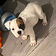 Skye joined the competition — help win amazing prizes! puppy, dog, white_dog, brown_patch, wooden_floor, toy_scooter, roller_skates, indoor, pet, cute, small_dog, animal, flooring, looking_up, playful, young_dog, domestic_animal, pet_toy, four_legs, ears