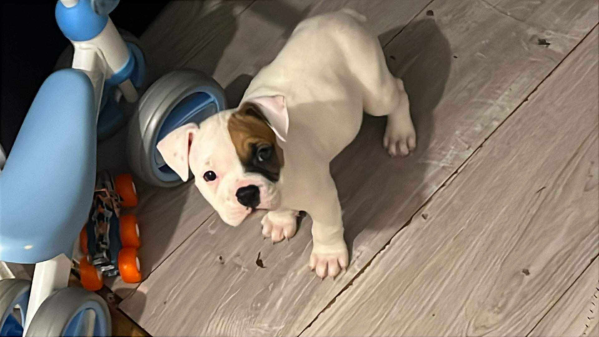 Skye joined the competition — help win amazing prizes! puppy, dog, white_dog, brown_patch, wooden_floor, toy_scooter, roller_skates, indoor, pet, cute, small_dog, animal, flooring, looking_up, playful, young_dog, domestic_animal, pet_toy, four_legs, ears