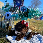 Esmee joined the competition — help win amazing prizes! animal, canine, cream, dessert, dog, flag, flower, flowerarrangement, flowerbouquet, food, geranium, icing, pet, plant, poodle, puppy, rose, sphere, terrier, towel