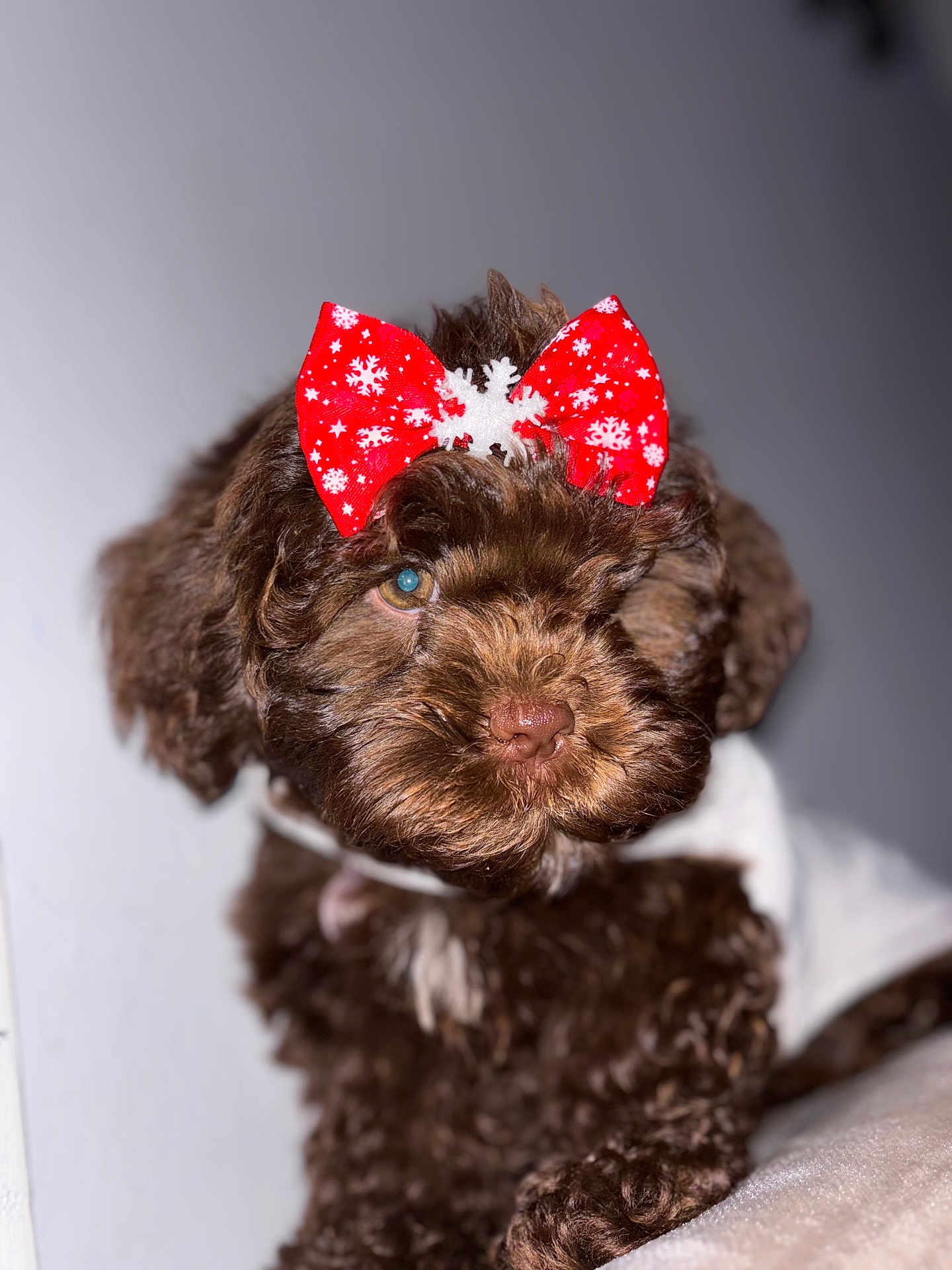 Esmee is registered to the contest to win money with this photo: accessories, affenpinscher, airedale, animal, bowtie, canine, cat, cockerspaniel, dog, formalwear, headband, kitten, pet, poodle, puppy, terrier, tie, whitedog