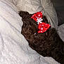 Esmee joined the competition — help win amazing prizes! accessories, animal, bed, bedroom, blanket, canine, cockerspaniel, couch, cushion, dog, furniture, headband, homedecor, indoors, pet, poodle, puppy, quilt, room, terrier