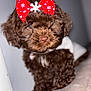 Esmee joined the competition — help win amazing prizes! accessories, affenpinscher, animal, bowtie, canine, cat, cockerspaniel, dog, formalwear, kitten, pet, poodle, puppy, terrier, tie, whitedog