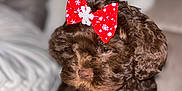 Esmee joined the competition — help win amazing prizes! accessories, animal, bowtie, canine, cockerspaniel, couch, dog, face, formalwear, furniture, head, headband, person, pet, photography, poodle, portrait, puppy, terrier, tie
