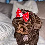 accessories, animal, bowtie, canine, cockerspaniel, couch, dog, face, formalwear, furniture, head, headband, person, pet, photography, poodle, portrait, puppy, terrier, tie