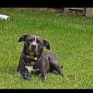 Frank joined the competition — help win amazing prizes! dog, pet, animal, outdoors, grass, backyard, lawn, sitting, lying_down, short_hair, black_and_white, collar, chain_collar, toy, face, eyes, ears, wooden_fence, daylight, portrait
