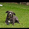 dog, pet, animal, outdoors, grass, backyard, lawn, sitting, lying_down, short_hair, black_and_white, collar, chain_collar, toy, face, eyes, ears, wooden_fence, daylight, portrait