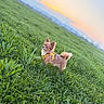 Vaïa a rejoint le concours — aidez-le/la à gagner de superbes lots ! dog, small_dog, long_hair, fluffy_tail, yellow_harness, grass, field, meadow, outdoor, sunset, sunrise, landscape, nature, greenery, sky, clouds, warm_light, standing, pet, portrait