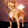 Vaïa a rejoint le concours — aidez-le/la à gagner de superbes lots ! dog, chihuahua, small_dog, long_hair, fluffy_tail, pointed_ears, brown_fur, white_chest, standing, portrait, studio, indoor, pet, animal, canine, looking_at_camera, serious_expression, black_floor, pink_background, close_up