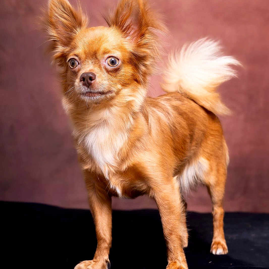 Vaïa a rejoint le concours — aidez-le/la à gagner de superbes lots ! dog, chihuahua, small_dog, long_hair, fluffy_tail, pointed_ears, brown_fur, white_chest, standing, portrait, studio, indoor, pet, animal, canine, looking_at_camera, serious_expression, black_floor, pink_background, close_up