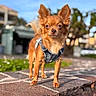 dog, small_dog, chihuahua, pet, animal, portrait, outdoor, sunny, stone_wall, denim_harness, brown_fur, fluffy_ears, standing, looking_at_camera, garden, house, background_blur, bokeh, daylight, cute