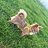 dog, puppy, small_dog, fluffy, brown_fur, yellow_harness, grass, lawn, outdoor, nature, pet, animal, playing, running, standing, side_view, long_tail, pointed_ears, greenery, daylight