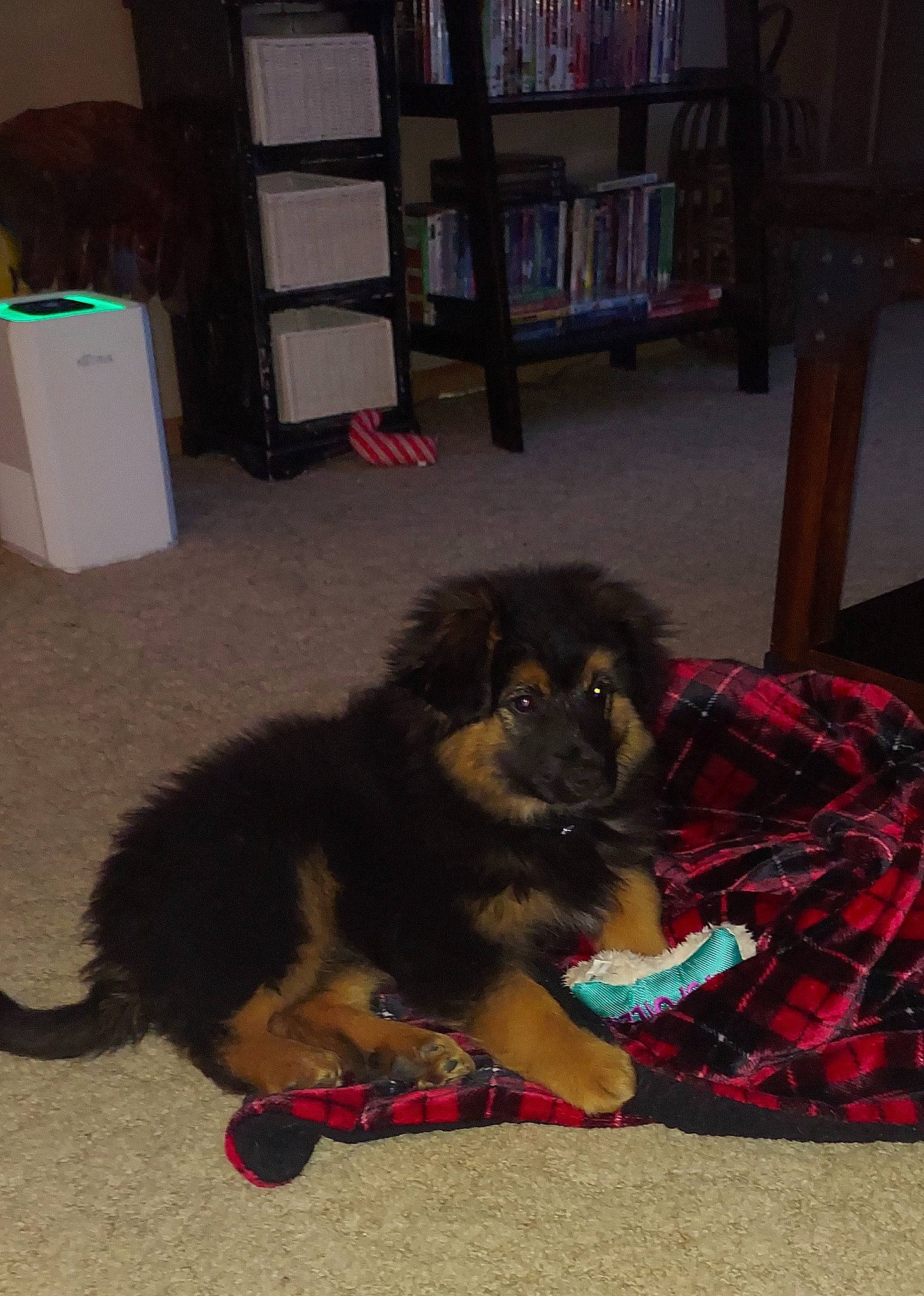 Meechie joined the competition — help win amazing prizes! bookcase, canidae, carnivore, chair, companion_dog, dog, dog_breed, felidae, floor, flooring, foot, fur, hardwood, paw, shelf, shelving, small_to_medium_sized_cats, sporting_group, tail, terrestrial_animal