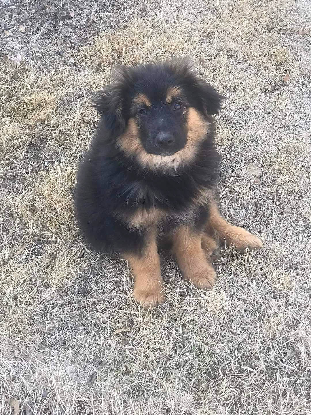 Meechie is registered to the contest to win money with this photo: ancient_dog_breeds, canidae, carnivore, companion_dog, dog, dog_breed, fawn, foot, fur, grass, herding_dog, paw, snout, soil, sporting_group, street_dog, terrestrial_animal, wildlife, working_animal, working_dog