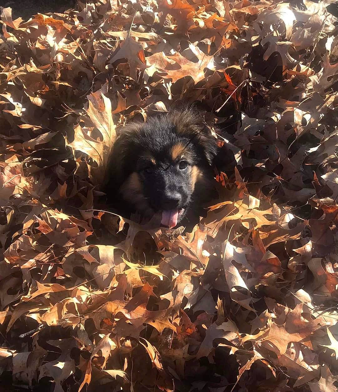 Meechie joined the competition — help win amazing prizes! art, bat, canidae, carnivore, darkness, dog, dog_breed, event, fawn, fur, grass, heat, metal, plant, shadow, soil, sporting_group, tints_and_shades, twig, wildlife