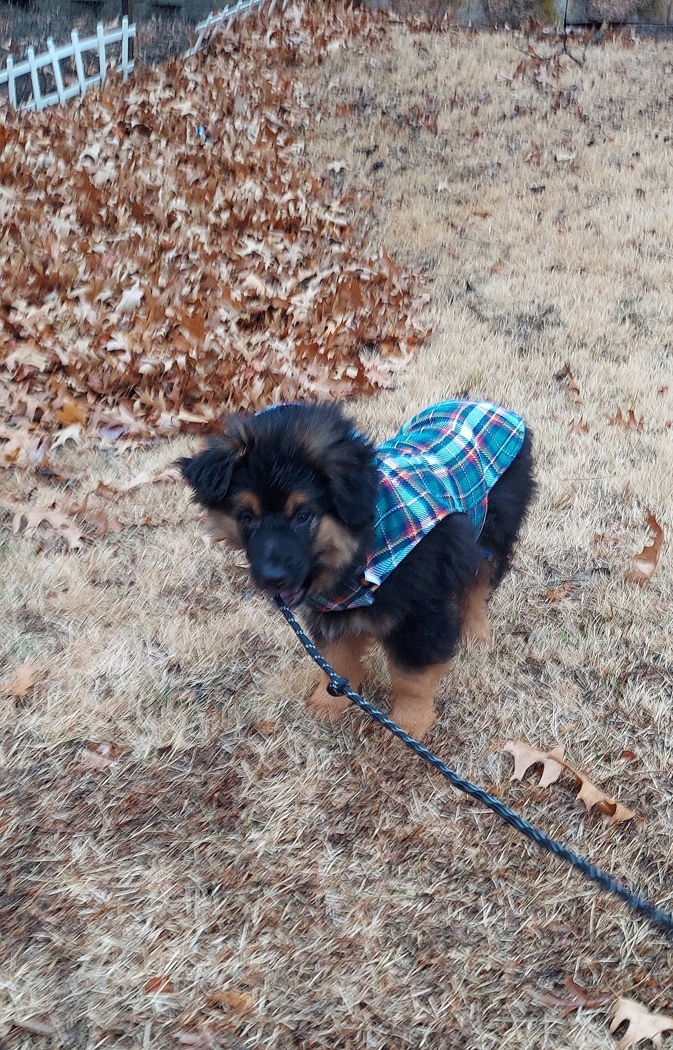 Meechie is registered to the contest to win money with this photo: carnivore, collar, companion_dog, dog, dog_breed, dog_clothes, dog_collar, dog_supply, electric_blue, fashion_accessory, fur, grass, leash, pet_supply, plant, shadow, soil, sporting_group, tail, working_animal