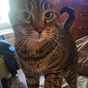 Bandit joined the competition — help win amazing prizes! cat, tabby_cat, pet, indoor, furniture, window, paw, striped_fur, curious, close_up, blurred, cozy, domestic, animal, whiskers, tail, leg, person, bedroom, natural_light