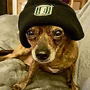 Little Man joined the competition — help win amazing prizes! animal, beanie, blanket, brown_fur, close_up, companion, cozy, curious, cute, dog, domestic_animal, face, fur, hat, indoor, looking, pet, sitting, small_dog, snout