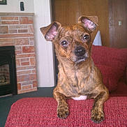 Little Man joined the competition — help win amazing prizes! animal, brick, brindle, carpet, couch, curious, dog, ears, eyes, fireplace, front_paws, fur, indoor, living_room, looking, pet, red_couch, resting, snout, wooden_door