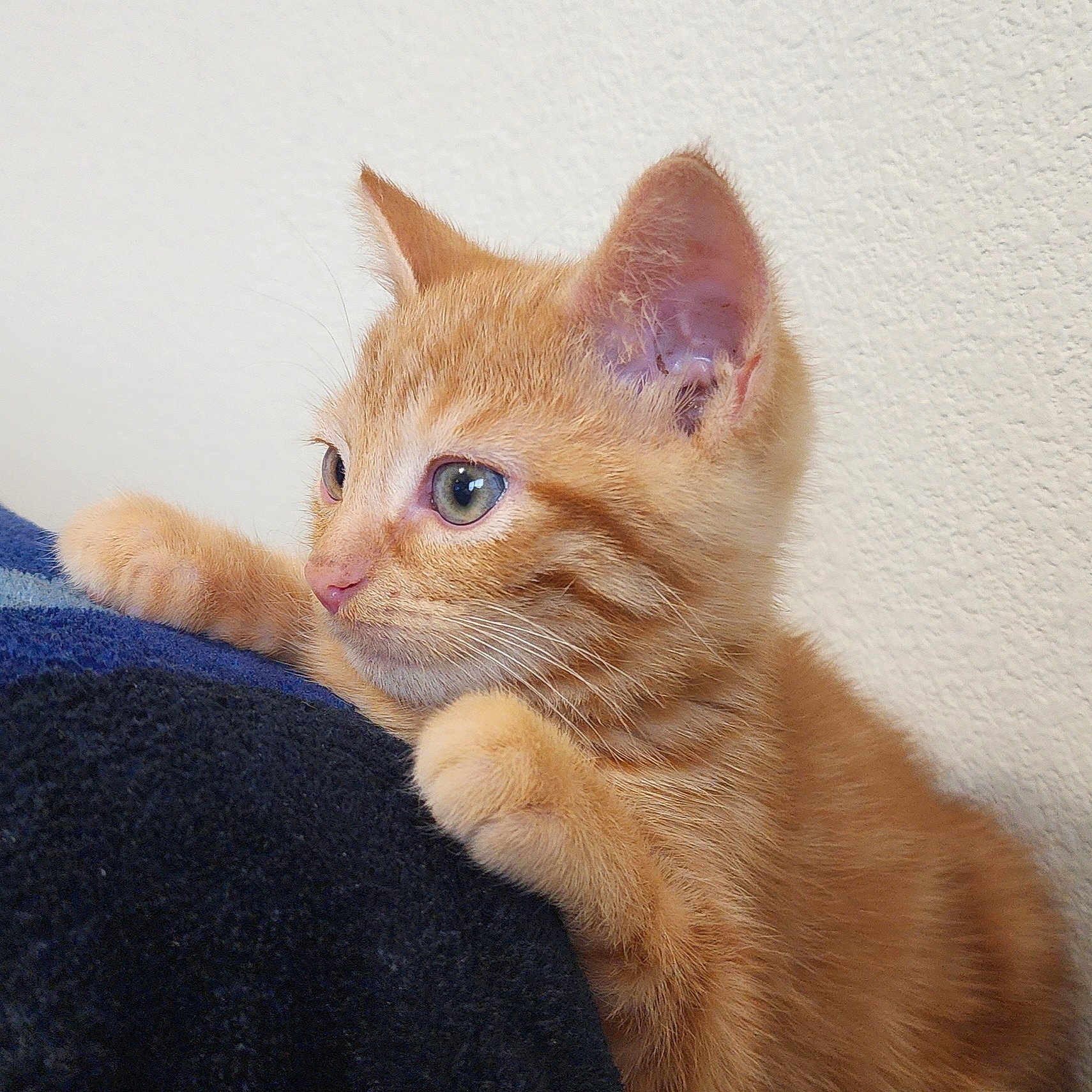 Bevo joined the competition — help win amazing prizes! animal, blue_fabric, cat, closeup, curious, cute, domestic_cat, ears, feline, fur, ginger_cat, indoor, kitten, mammal, paws, pet, soft_texture, wall, whiskers, young