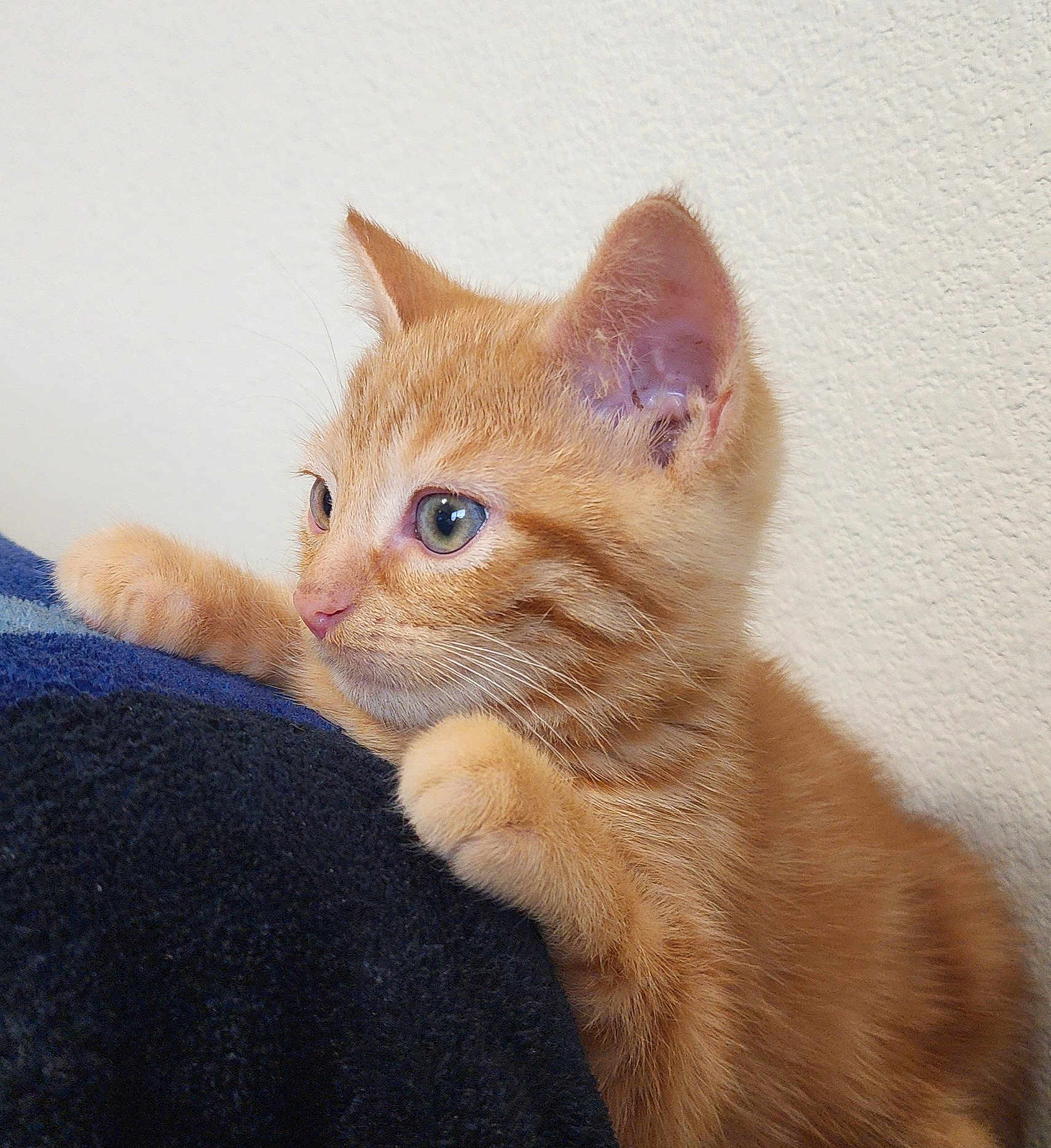 Bevo joined the competition — help win amazing prizes! kitten, cat, ginger_cat, feline, pet, animal, cute, young, fur, whiskers, ears, paws, indoor, closeup, curious, soft_texture, blue_fabric, wall, domestic_cat, mammal