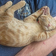 Bevo joined the competition — help win amazing prizes! kitten, cat, sleeping, orange_tabby, person, arm, blue_shirt, logo, boot_hill, kansas, couch, indoor, relaxed, pet, feline, fur, paw, pink_nose, whiskers, nap